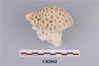 藏品(珊瑚化石)的圖片